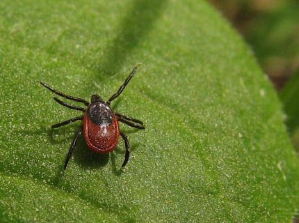 Почти тысячу человек покусали клещи в Нижегородской области