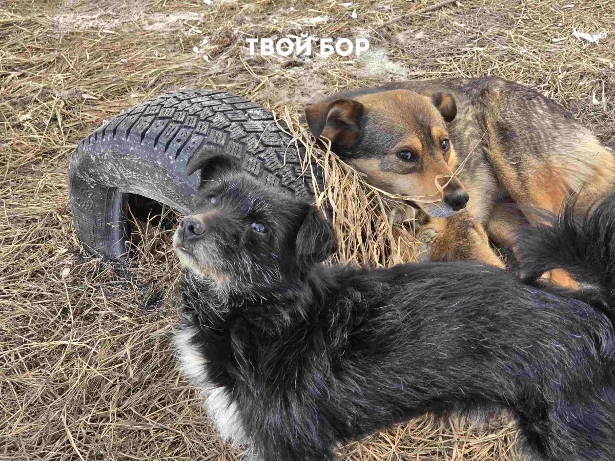 Бесплатная стерилизация бездомных животных